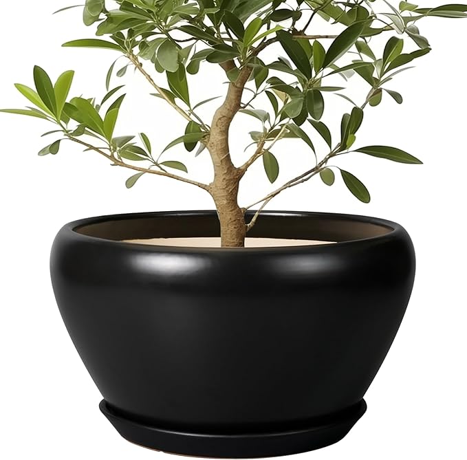 Potted plant with green leaves in a black pot on a white background