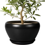 Potted plant with green leaves in a black pot on a white background