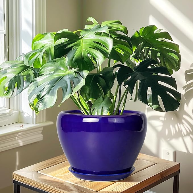 Potted Monstera plant in a blue pot on a wooden table with sunlight filtering through a window.