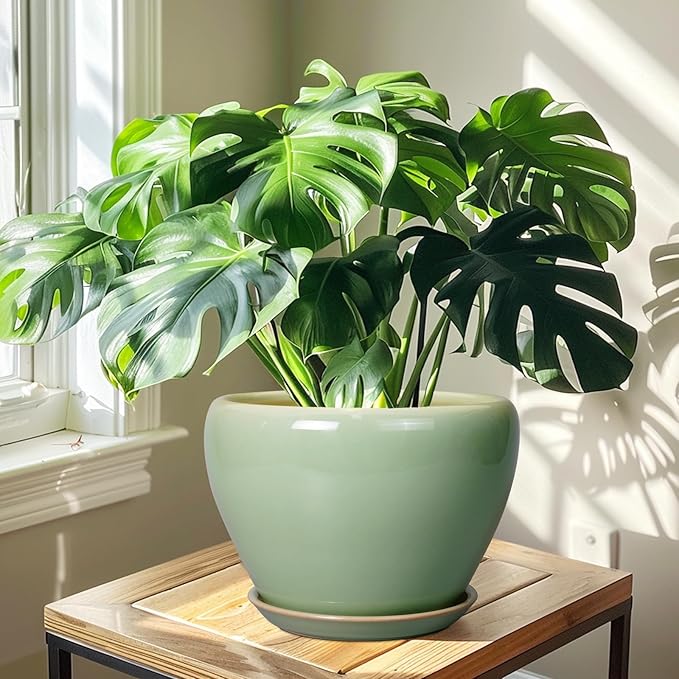 Potted Monstera plant on a wooden table with sunlight filtering through a window.