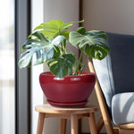 Green potted plant in a red pot on a wooden stool next to a chair.