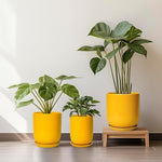 Three potted plants in yellow and green pots on a light wooden floor.