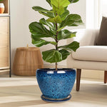 Potted fiddle leaf fig plant in a blue pot on a wooden floor with a neutral-colored sofa and lamp in the background.