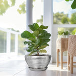 Potted fiddle leaf fig plant in a room with large windows and natural light.