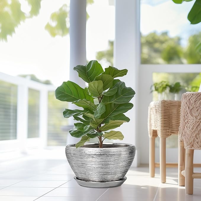 Potted fiddle leaf fig plant in a room with large windows and natural light.