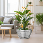 Potted plant in a living room setting with a couch and table in the background