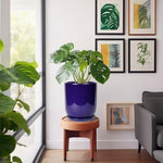 Blue pot with green plant on a wooden stool in a room with framed artwork on the wall.
