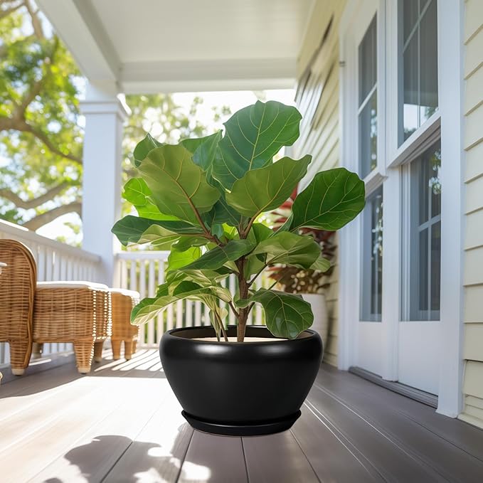 Potted fiddle leaf fig plant on a porch with a chair and table in the background.