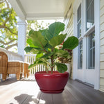 Potted fiddle leaf fig plant on a porch with a house in the background