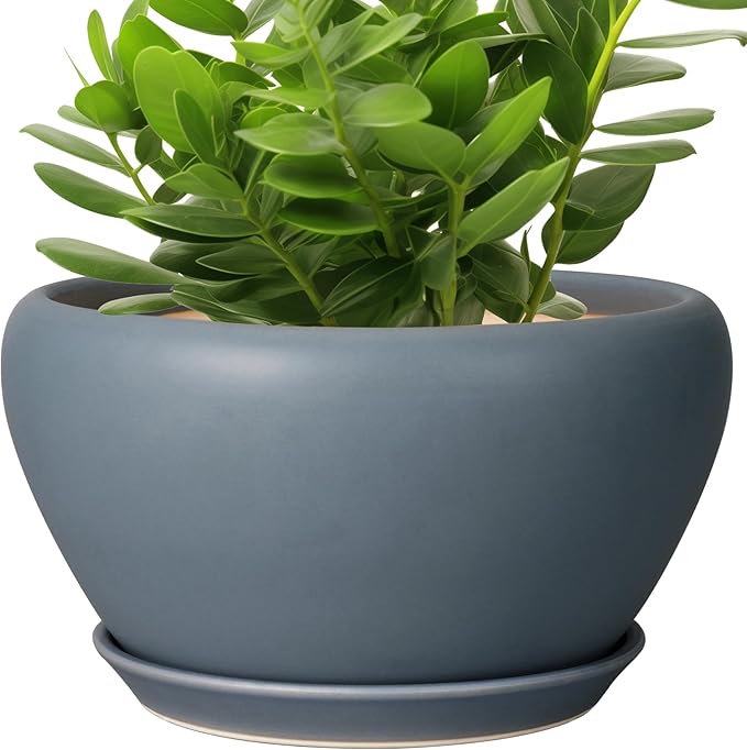 Potted plant with a blue pot on a white background