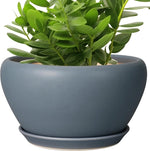 Potted plant with a blue pot on a white background