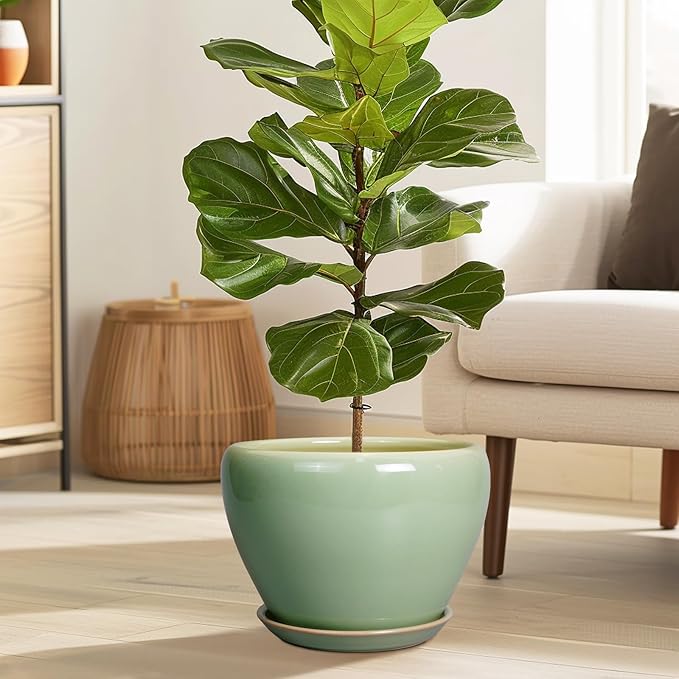 Potted fiddle leaf fig plant in a living room setting