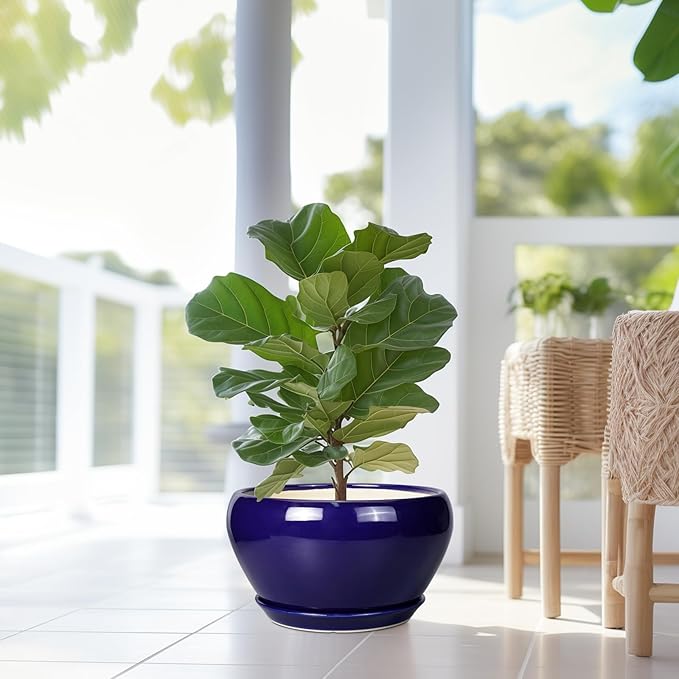 Potted fiddle leaf fig plant in a blue pot on a white floor with a blurred background