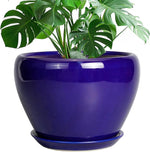 Blue pot with a green plant on a white background