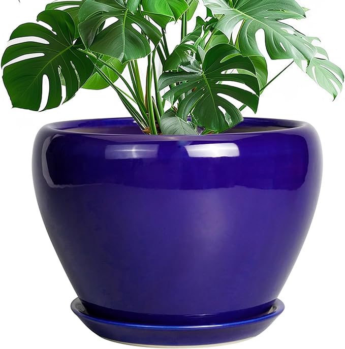 Blue pot with a green plant on a white background
