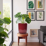 Potted plant on a wooden stool in a room with framed artwork on the wall.