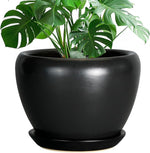 Black pot with green leafy plant on a white background