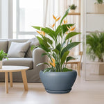 Potted plant in a living room with a couch and coffee table.