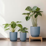 Three potted plants in blue pots on a wooden stool against a white wall.
