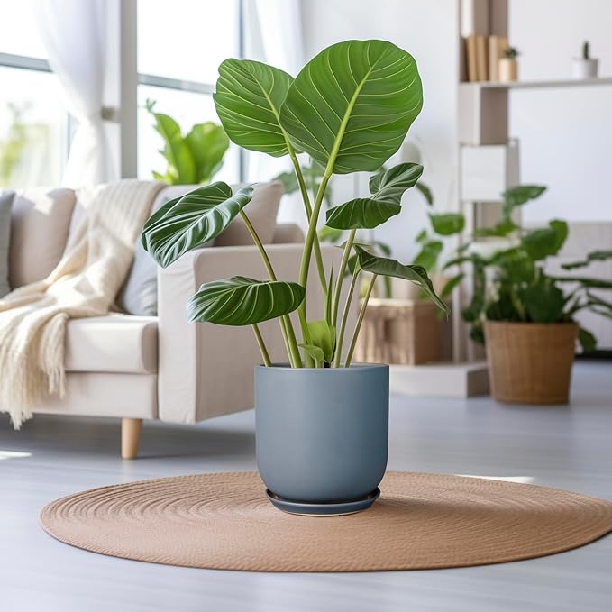 Green potted plant on a round woven mat in a living room with a couch and other plants.