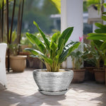 Potted plant on a patio with other plants and furniture in the background
