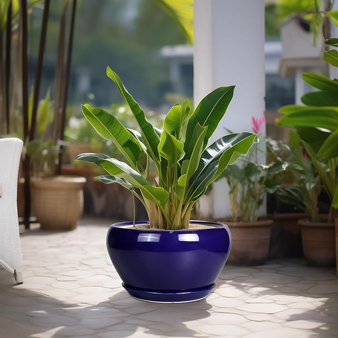 Potted plant with large green leaves in a blue pot on a patio