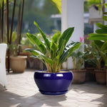 Potted plant with large green leaves in a blue pot on a patio