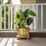 Potted plant on a wooden stand with a white railing and greenery in the background