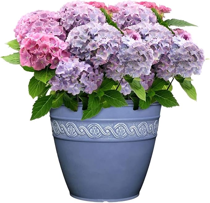Blue pot with pink and purple hydrangeas on a white background