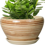 Potted plant in a decorative pot with a striped pattern on a white background