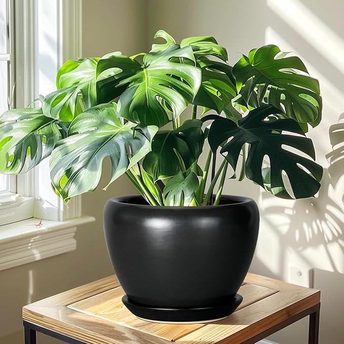 Potted Monstera plant on a wooden table with sunlight casting shadows.