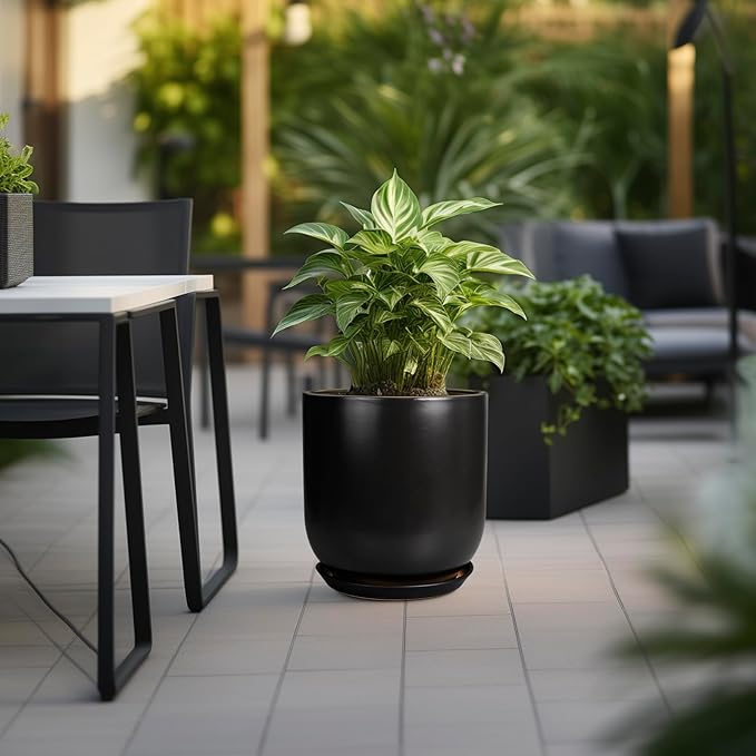 Potted plant on a patio with outdoor furniture and greenery in the background