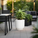Potted plant on a patio with outdoor furniture and greenery in the background