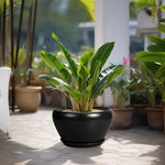 Potted plant on a patio with other plants in the background