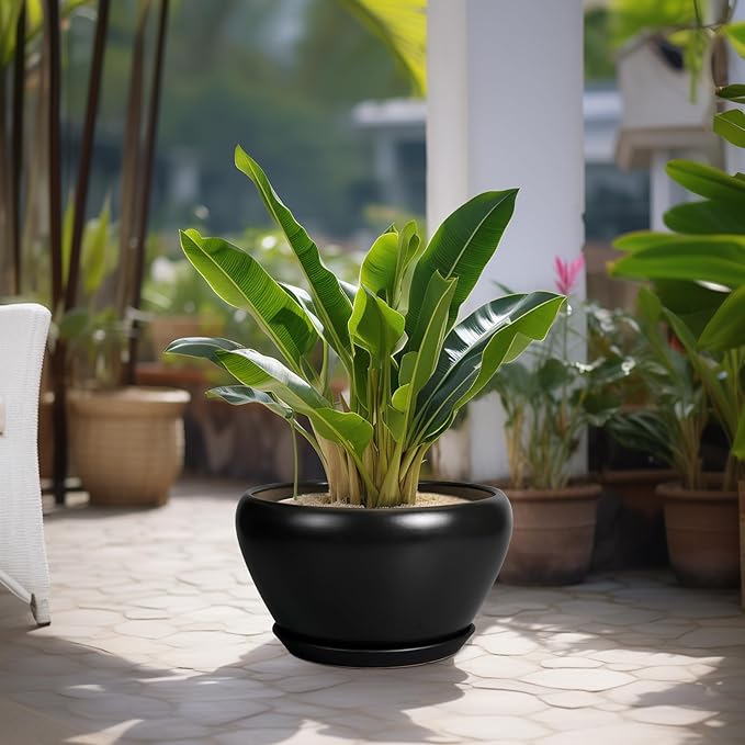 Potted plant on a patio with other plants in the background