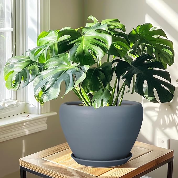 Green potted plant in a gray pot on a wooden table with sunlight streaming in.