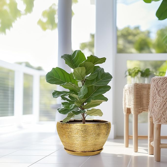 Potted fiddle leaf fig plant in a gold pot on a light-colored floor with a blurred background