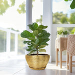Potted fiddle leaf fig plant in a gold pot on a light-colored floor with a blurred background