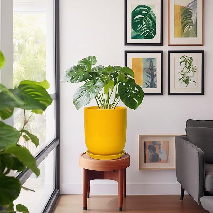 Yellow potted plant on a wooden stool in a room with framed artwork on the wall.