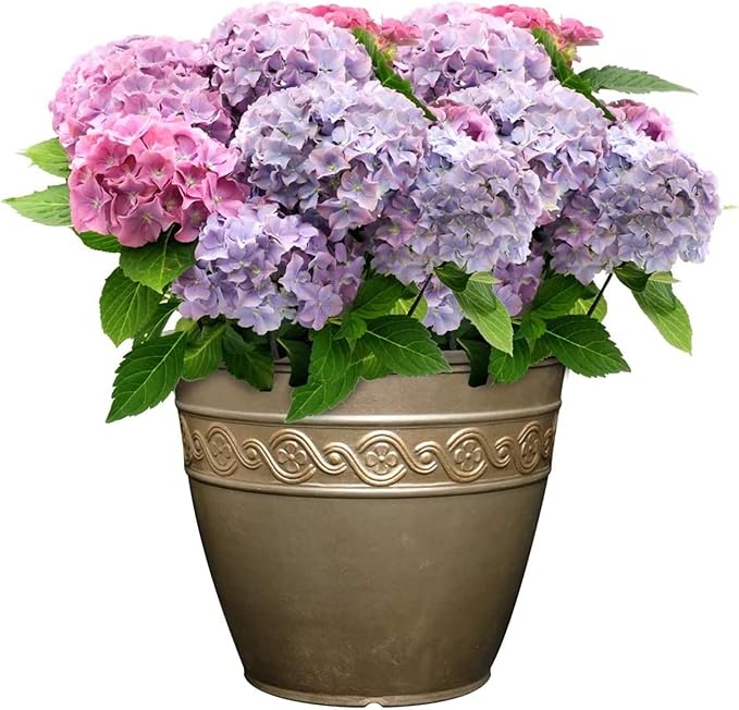Potted plant with pink and purple flowers in a decorative pot on a white background