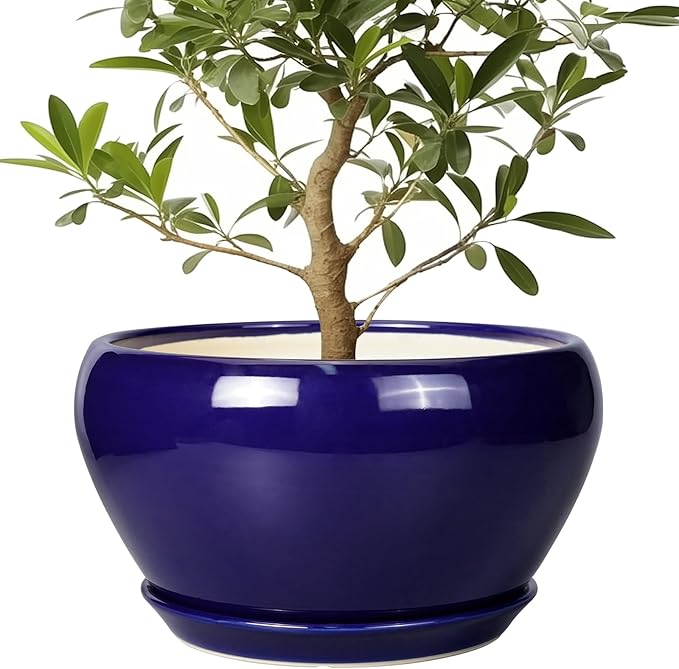 Blue pot with a green plant on a white background