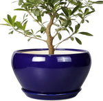 Blue pot with a green plant on a white background