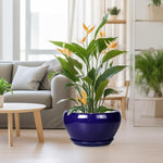 Blue pot with a green plant in a living room setting