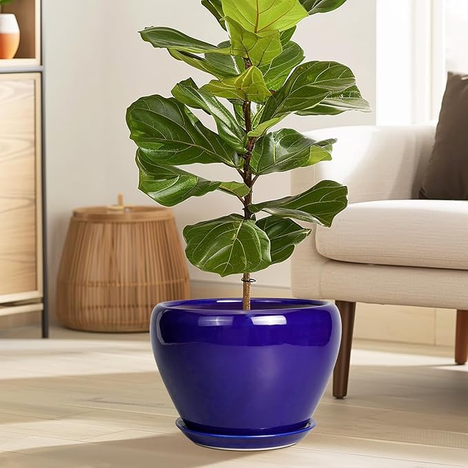 Potted fiddle leaf fig plant in a blue pot on a wooden floor with a neutral-colored sofa and lamp in the background.