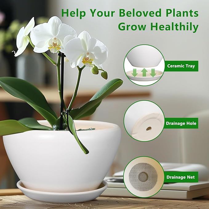 White orchid in a pot with a ceramic tray, drainage hole, and net on a blurred indoor background.