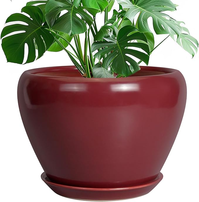 Green potted plant in a red pot on a white background