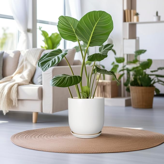 Green potted plant on a wooden table in a living room with a couch and other plants.