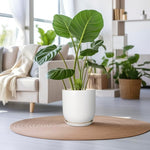 Green potted plant on a wooden table in a living room with a couch and other plants.