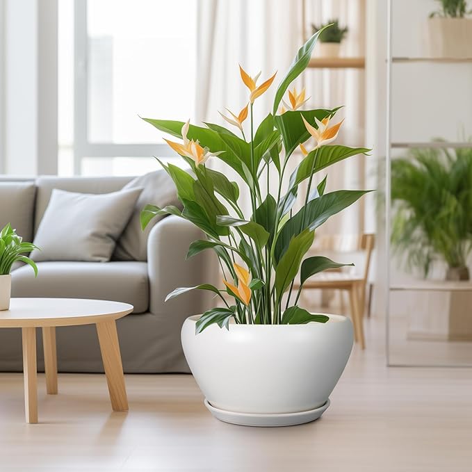 Potted plant in a living room with a couch and coffee table.