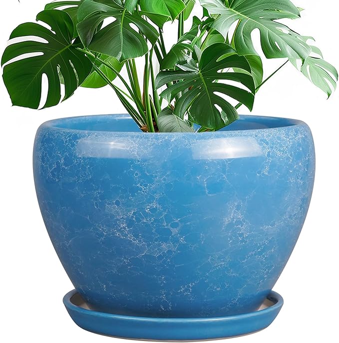 Blue marbled pot with a green plant on a white background